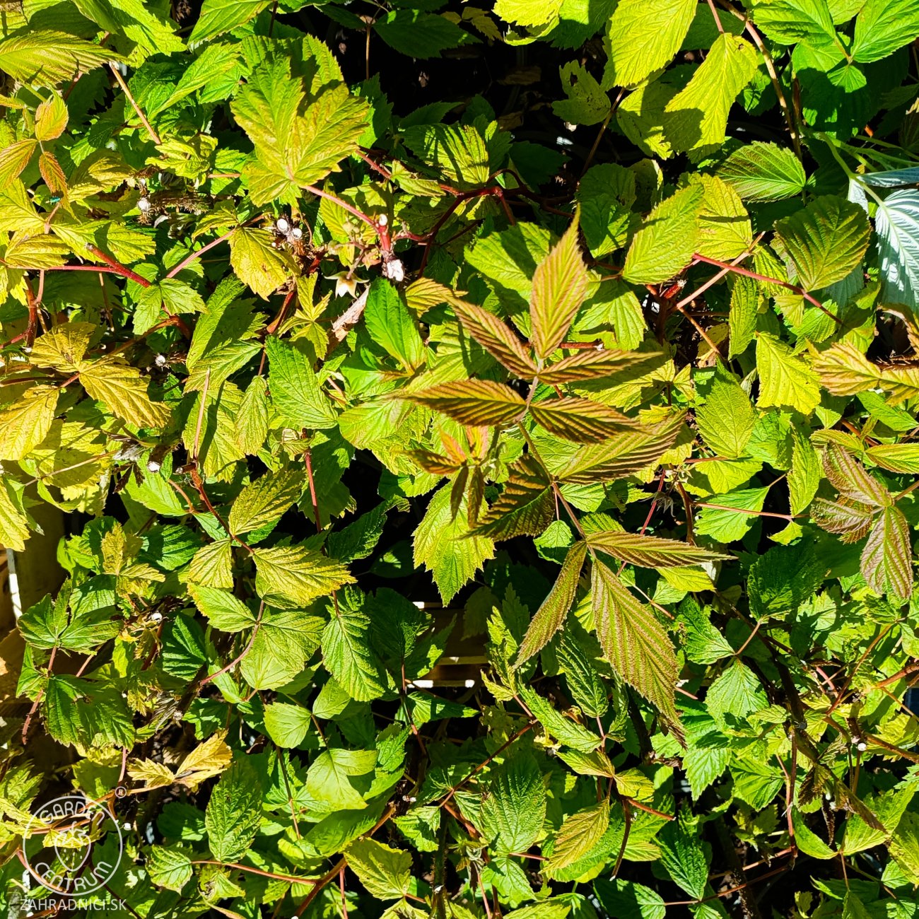 Obrázok Malina červená veľkoplodá (Rubus idaeus) ´DELNIWA´ - výška 20-30 cm, kont. C1,5L