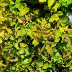 Malina červená veľkoplodá (Rubus idaeus) ´DELNIWA´ - výška 20-30 cm, kont. C1,5L