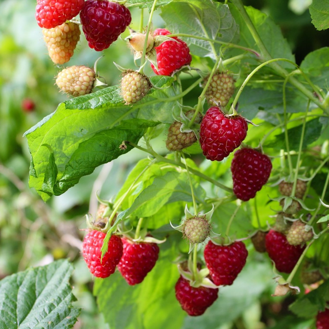 Obrázok Malina červená veľkoplodá (Rubus idaeus) ´DELNIWA´ - výška 20-30 cm, kont. C1,5L
