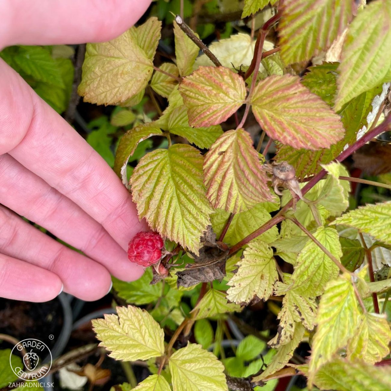 Obrázok Malina červená (Rubus idaeus) 'WILLAMETTE´ - výška 30-40 cm, kont. C1L