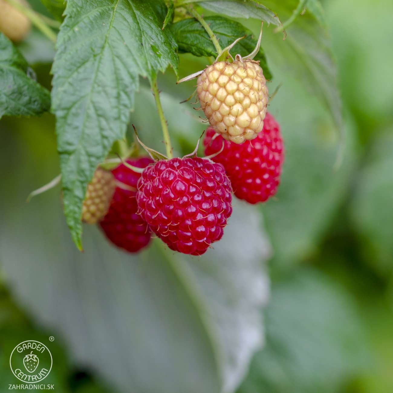 Obrázok Malina červená (Rubus idaeus) 'WILLAMETTE´ - výška 30-40 cm, kont. C1L