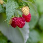 Malina červená (Rubus idaeus) 'WILLAMETTE´ - výška 30-40 cm, kont. C1L