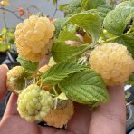Malina žltá (Rubus idaeus) 'GOLDEN BLISS'® - výška 30-50 cm, kont. P9/P11