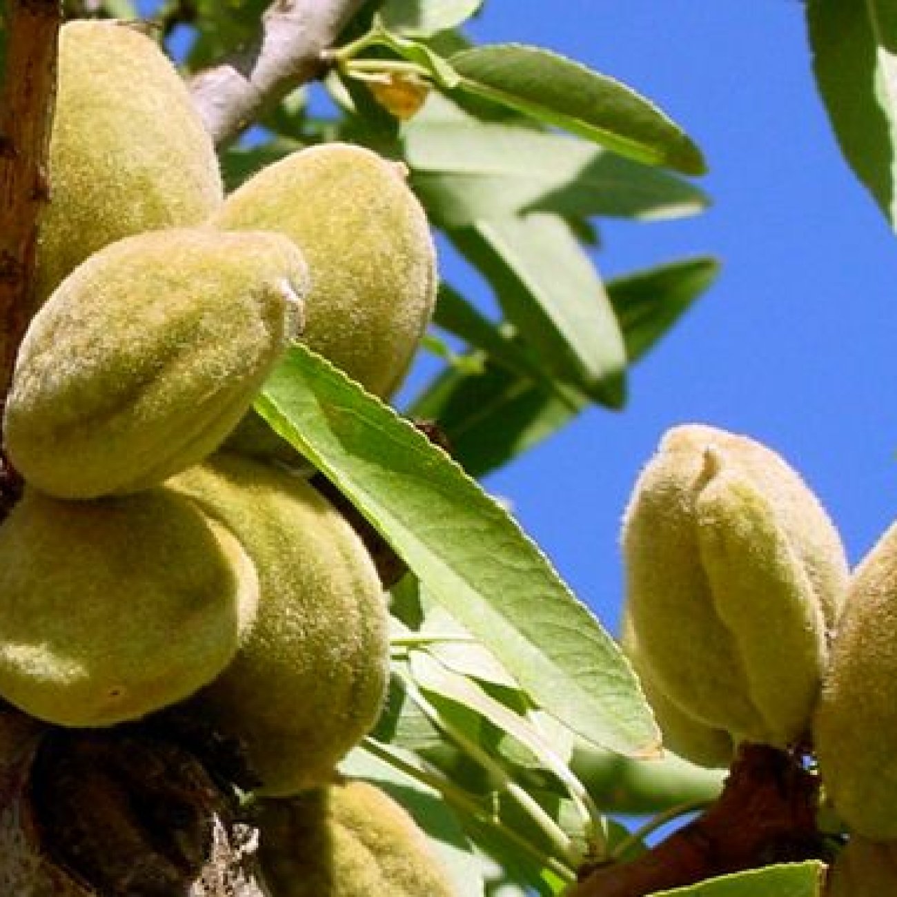 Obrázok Mandľa obyčajná (Amygdalus communis) ´SANTA CATERINA´ - výška 200-230 cm, obvod kmeňa 6/8cm, kont. C10L (-20°C)