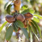 Mandľovník (Prunus dulcis) ´TEXAS´ – výška 130–160 cm, obvod kmeňa 4/6 cm, kont. C10L