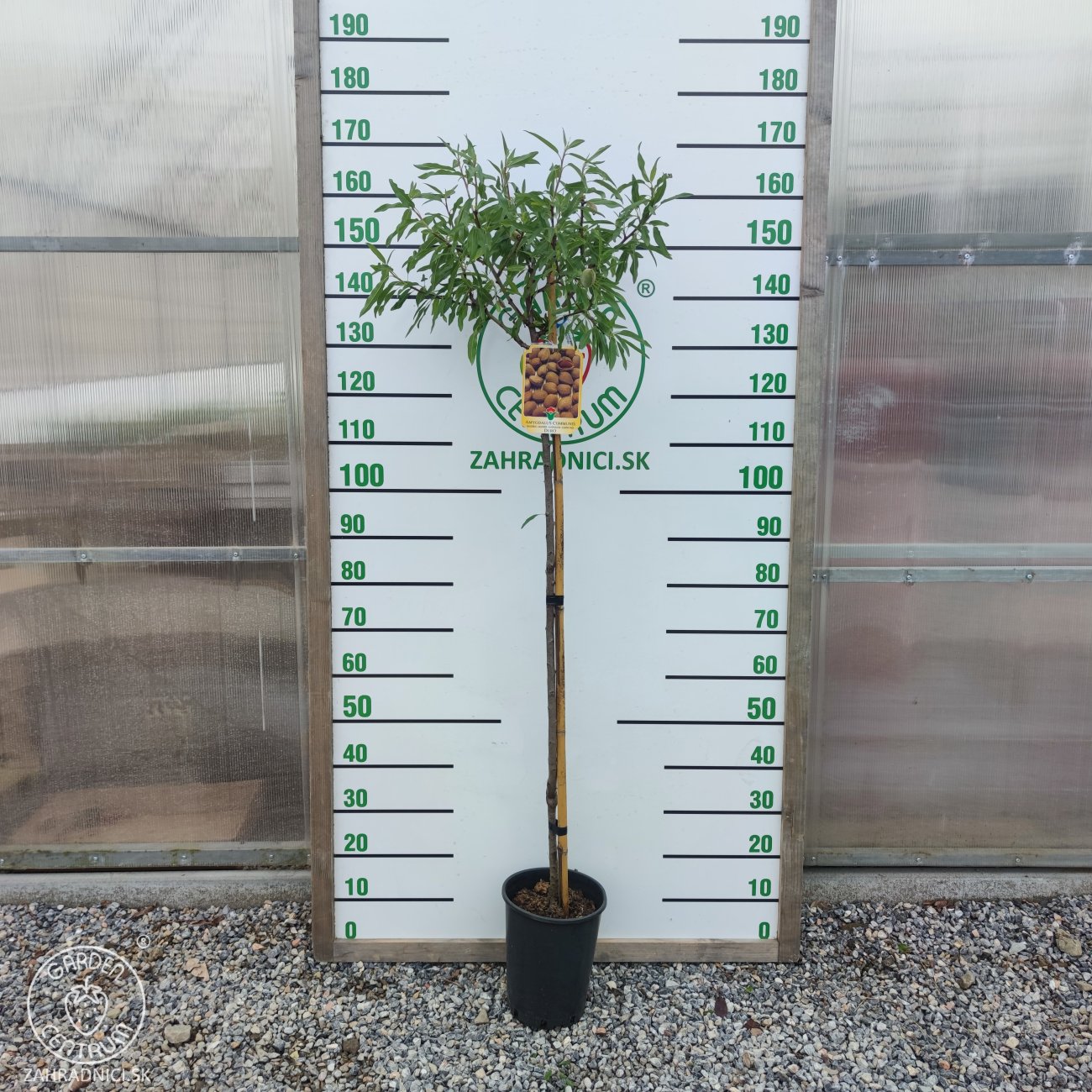 Obrázok Mandľovník (Prunus dulcis) ´TEXAS´ – výška 130–160 cm, obvod kmeňa 4/6 cm, kont. C10L
