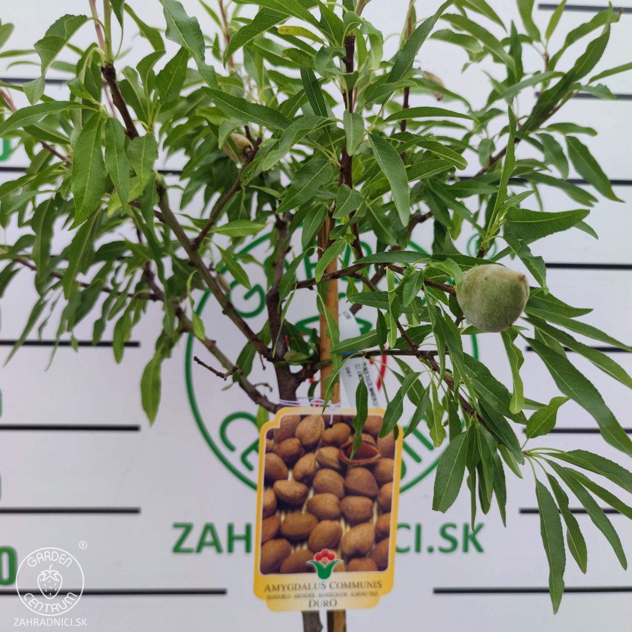 Obrázok Mandľovník (Prunus dulcis) ´TEXAS´ – výška 130–160 cm, obvod kmeňa 4/6 cm, kont. C10L