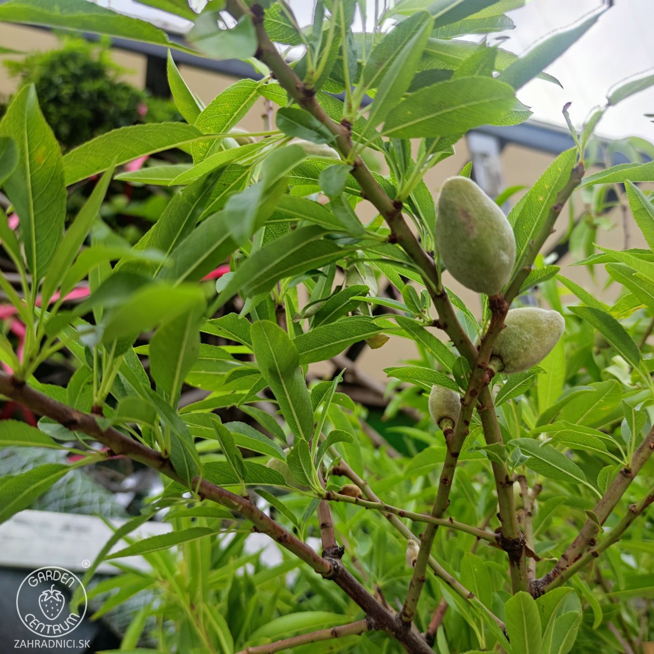 Obrázok Mandľovník (Prunus dulcis) ´TEXAS´ – výška 130–160 cm, obvod kmeňa 4/6 cm, kont. C10L