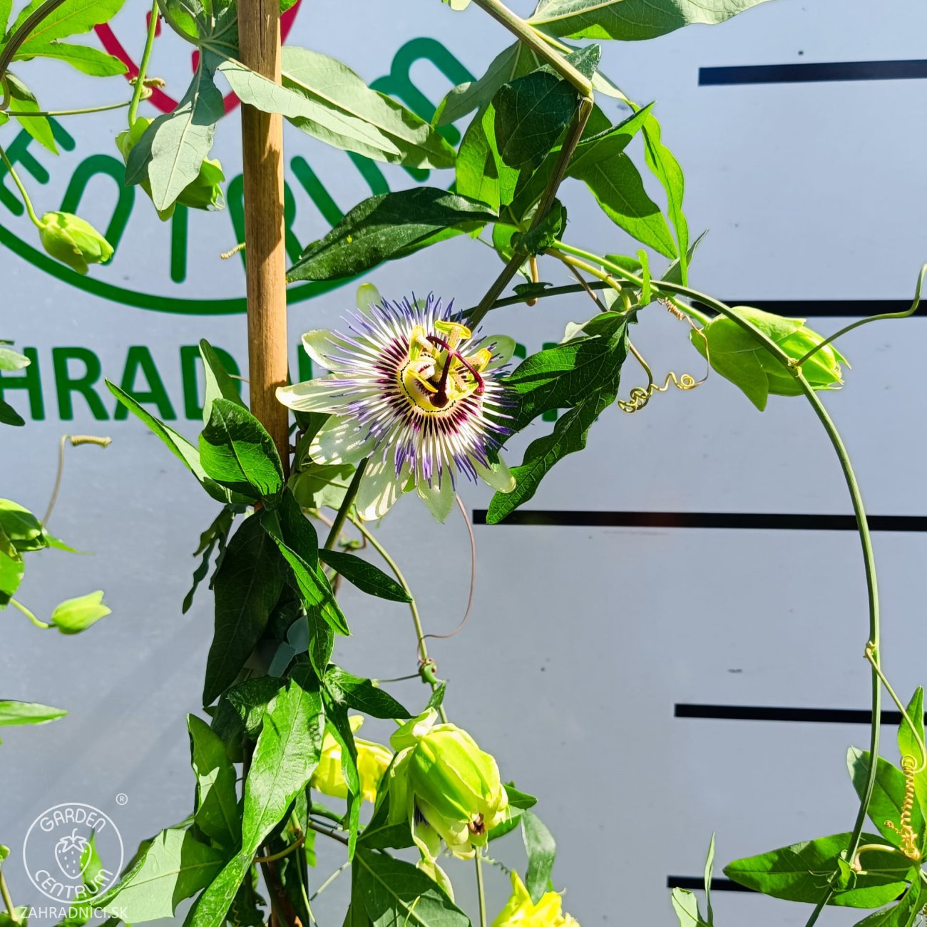 Obrázok Marakuja - Múčenka belasá (Passiflora caerulea) - výška 160-190 cm, kont. C2L (-12°C)