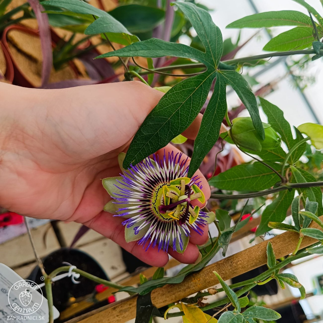 Obrázok Marakuja - Múčenka belasá (Passiflora caerulea) - výška 160-190 cm, kont. C2L (-12°C)