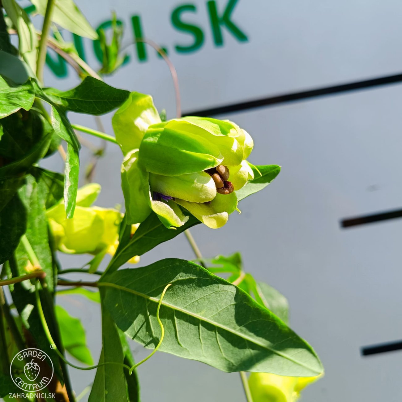 Obrázok Múčenka belasá (Passiflora caerulea) ´CONSTANCE ELLIOTT´ - výška 150-180 cm, kont. C2L