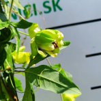 Múčenka belasá (Passiflora caerulea) ´CONSTANCE ELLIOTT´ - výška 150-180 cm, kont. C2L