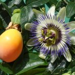 Marakuja - Múčenka belasá (Passiflora caerulea) - výška 160-190 cm, kont. C2L (-12°C)