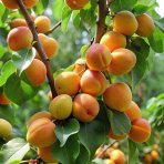 Mini marhuľa nízkokmenná (Prunus armeniaca) ´APRIGOLD´® - stredne skorá, výška 60-80 cm, kont. C5L