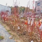 Marhuľa obyčajná (Prunus Armeniaca) ´EARLY ORANGE´ - stredne skorá, výška 120-150 cm, voľnokorenná 