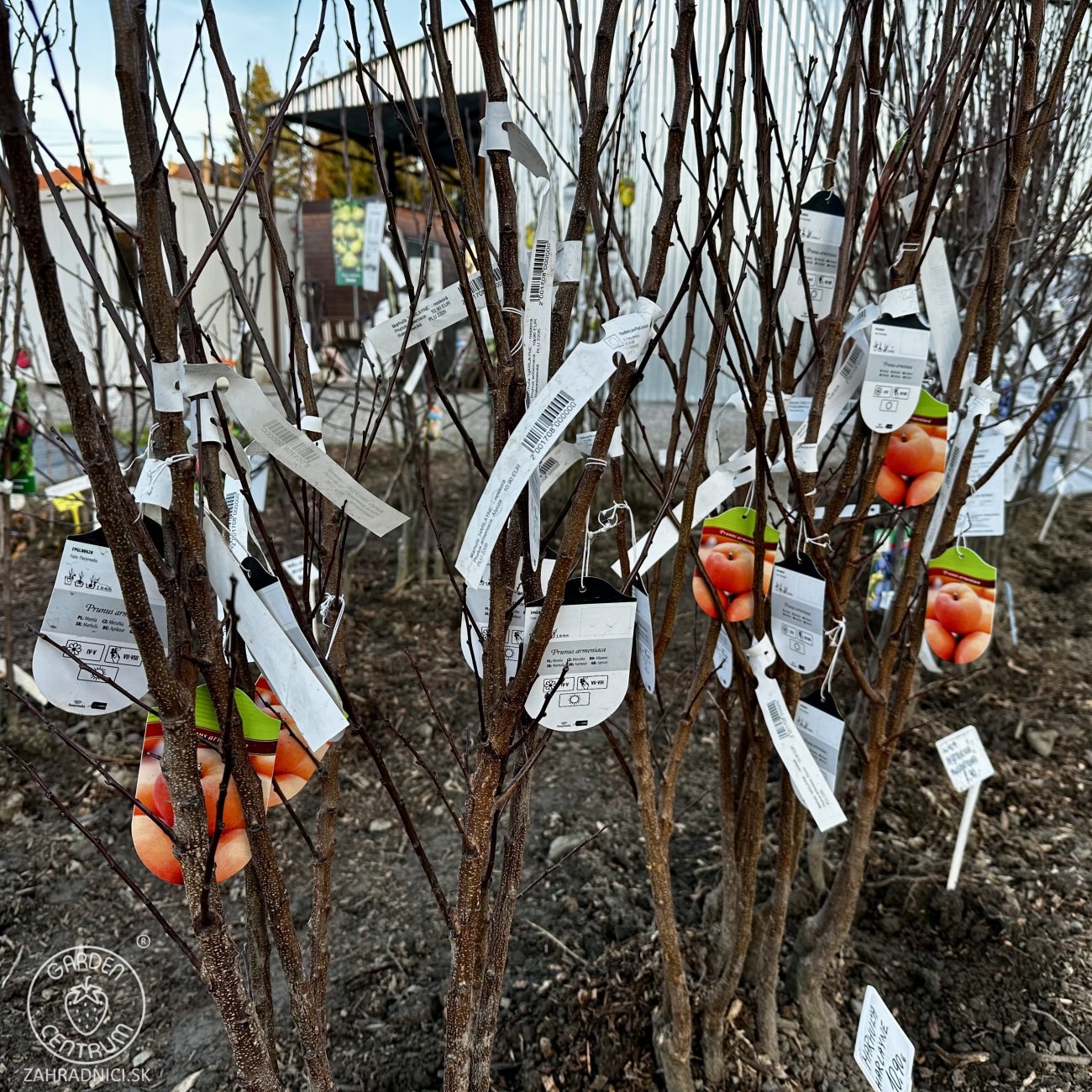 Obrázok Marhuľa (Prunus armeniaca) ´HARLAYNE´ - neskorá, výška 120-150 cm, voľnokorenná