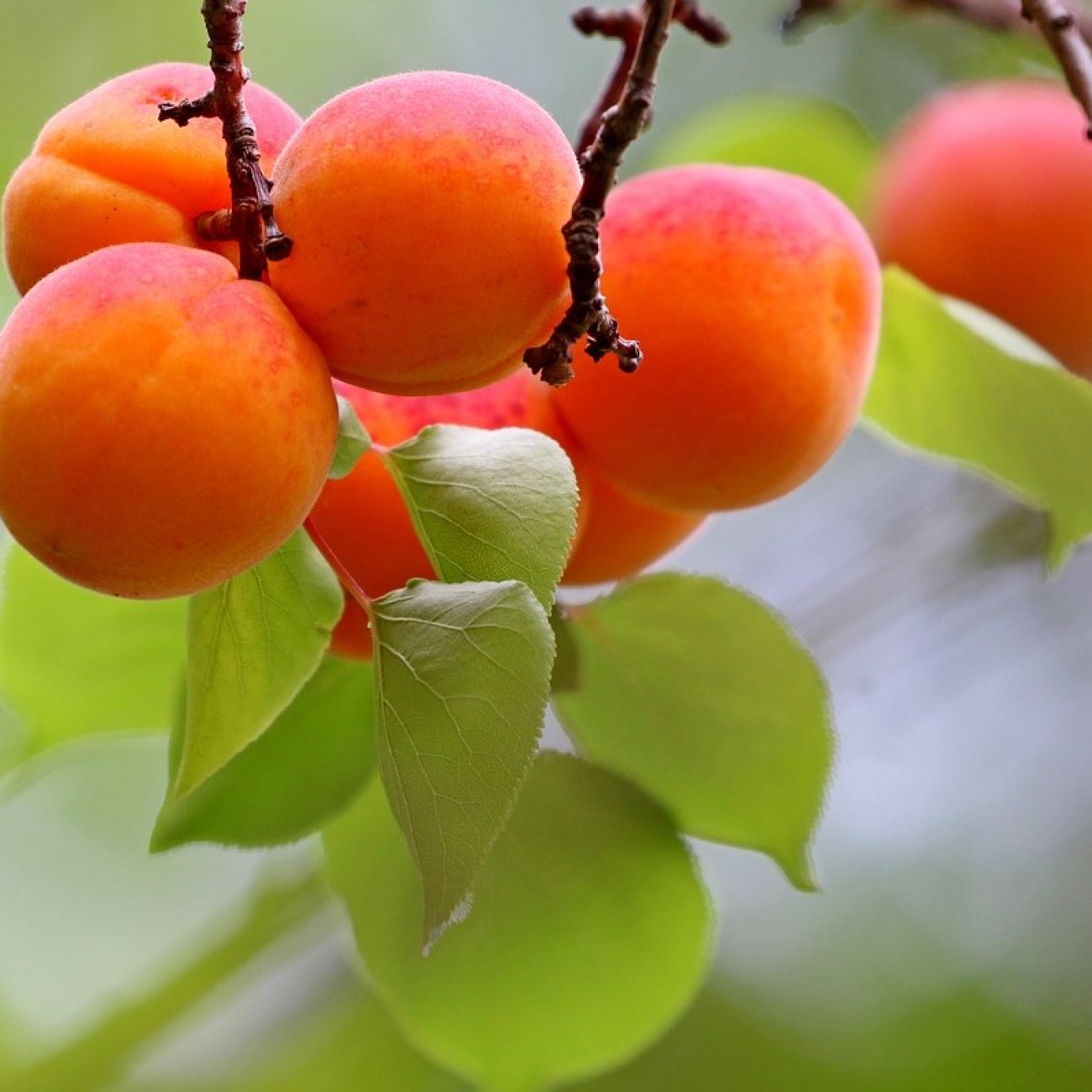 Obrázok Marhuľa (Prunus armeniaca) ´HARLAYNE´ - neskorá, výška 120-150 cm, voľnokorenná