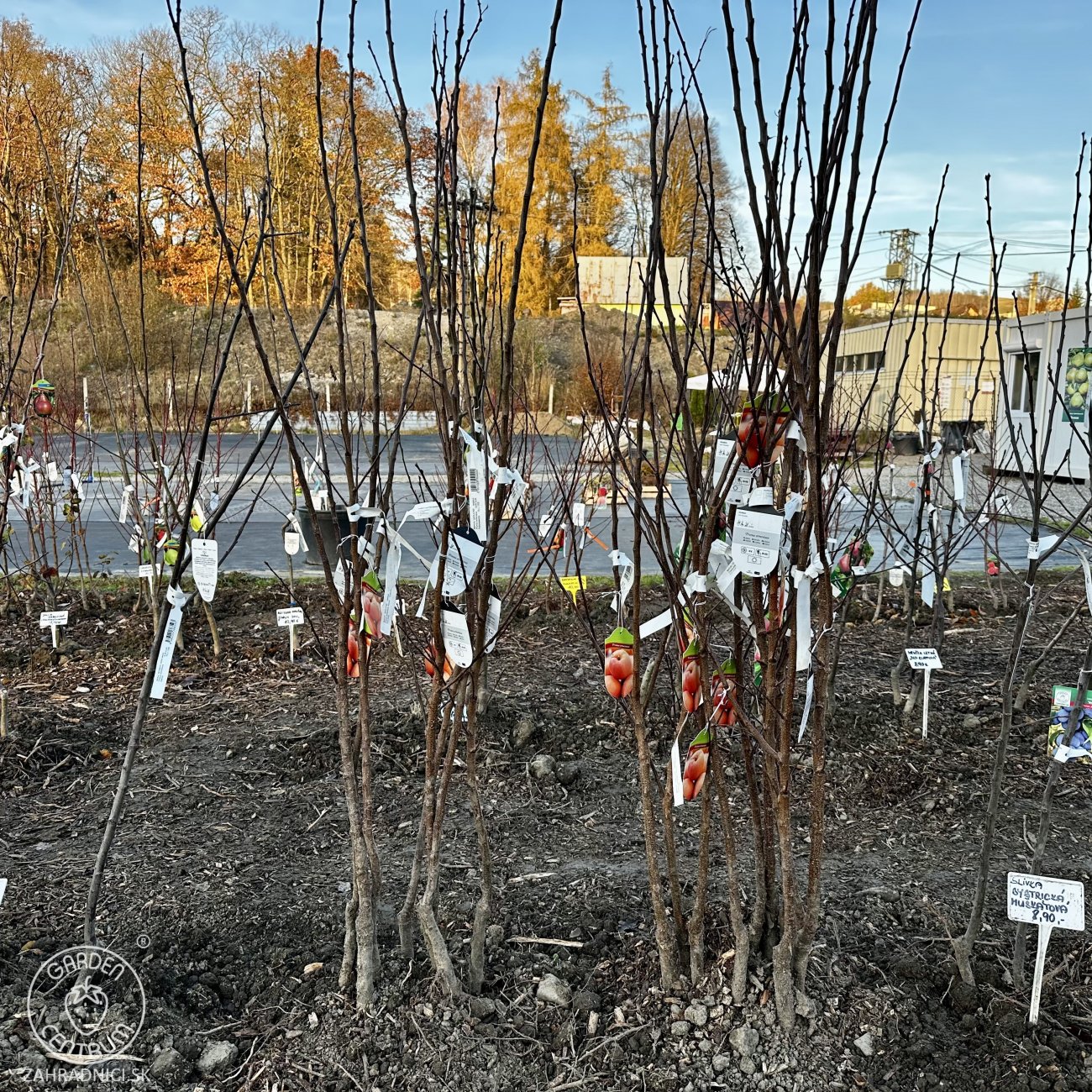 Obrázok Marhuľa (Prunus armeniaca) ´HARLAYNE´ - neskorá, výška 120-150 cm, voľnokorenná