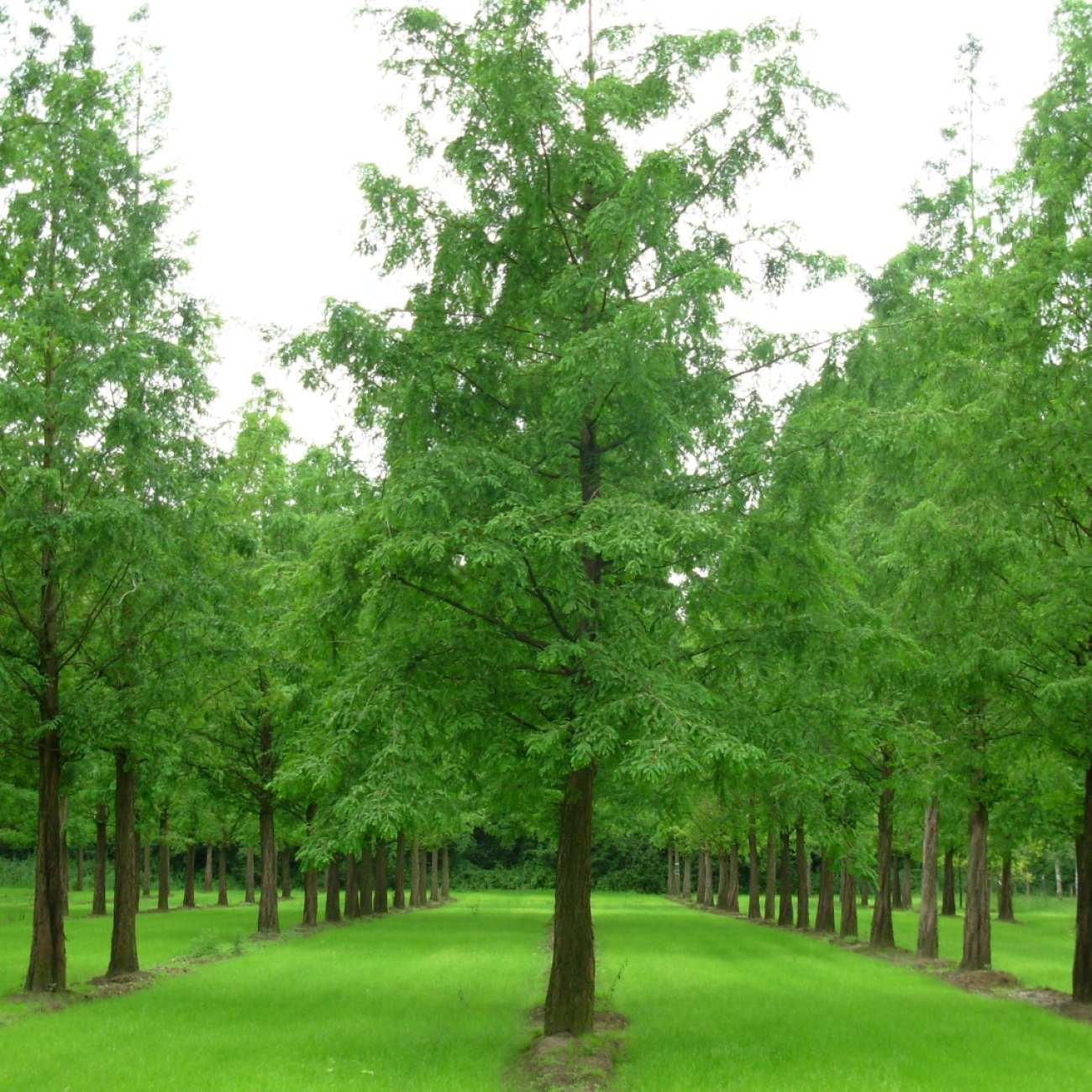 Obrázok Metasekvoja čínska (Metasequoia glyptostroboides) - výška 350-370 cm, obvod kmeňa 10/12 cm, kont. C30L - NA KMIENKU