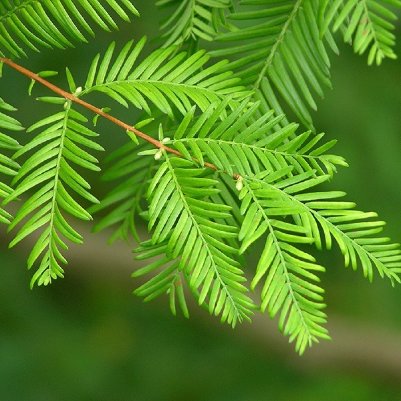 Obrázok Metasekvoja čínska (Metasequoia glyptostroboides) - výška 350-370 cm, obvod kmeňa 10/12 cm, kont. C30L - NA KMIENKU