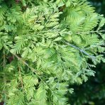 Metasekvoja čínska (Metasequoia glyptostroboides) ´HAMLET´S BROOM´, výška 40-60 cm, kont. C3L