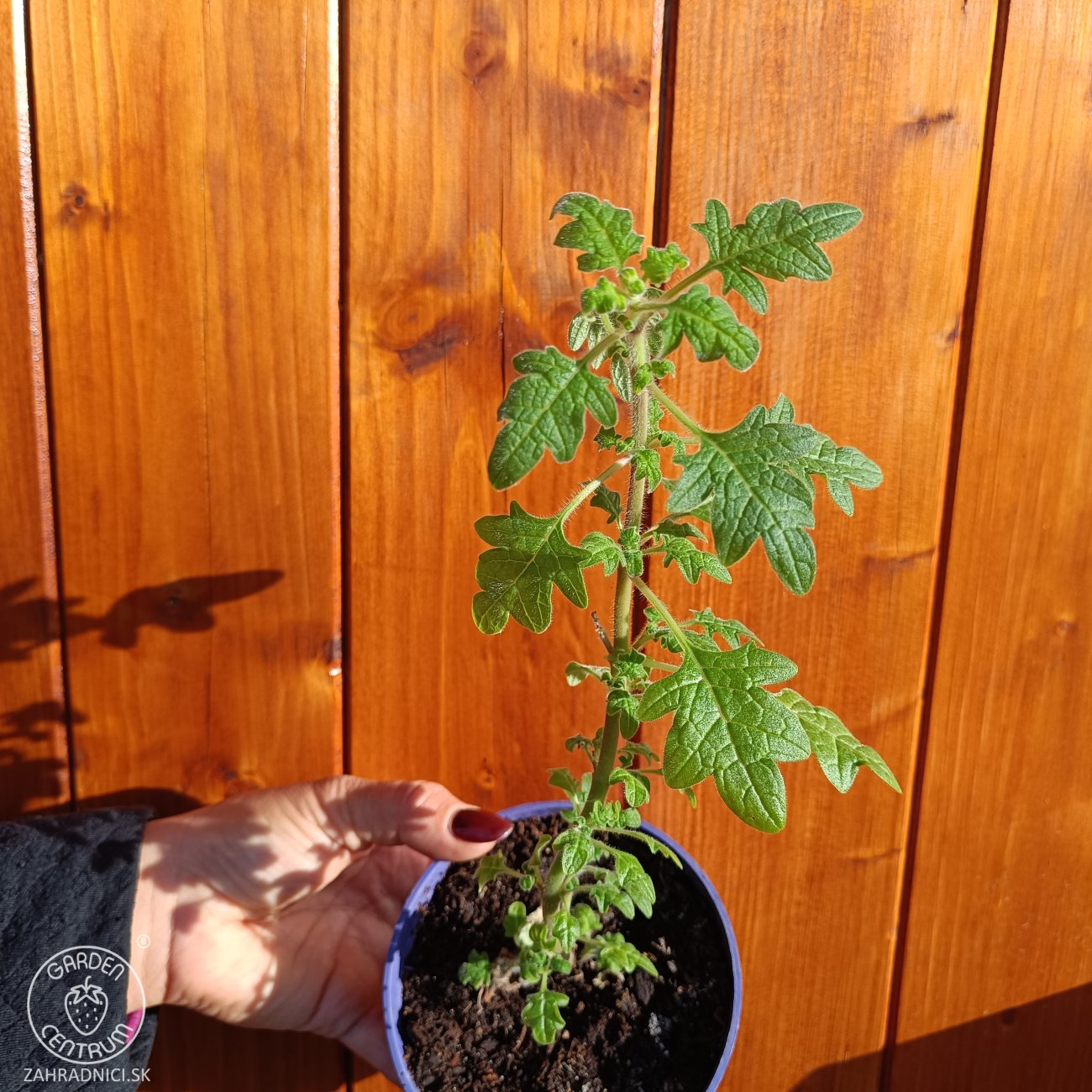 Obrázok Migrénovník (Tetradenia riparia) - výška 5-10 cm, kont. C1L