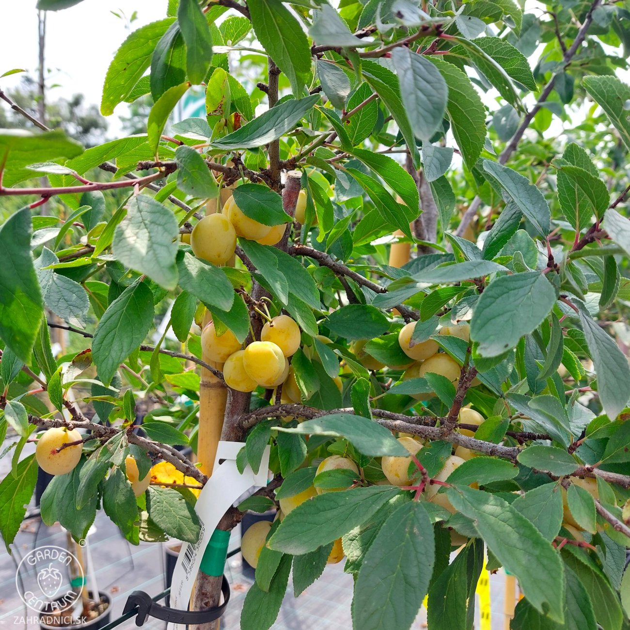 Obrázok Mirabelka (Prunus domestica) ´NANCYSKÁ´ - výška 230-250 cm, obvod kmeňa: 6/8 cm, kont. C6L/C10L - stredne skorá