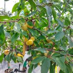 Mirabelka (Prunus domestica) ´NANCYSKÁ´ - výška 230-250 cm, obvod kmeňa: 6/8 cm, kont. C6L/C10L - stredne skorá