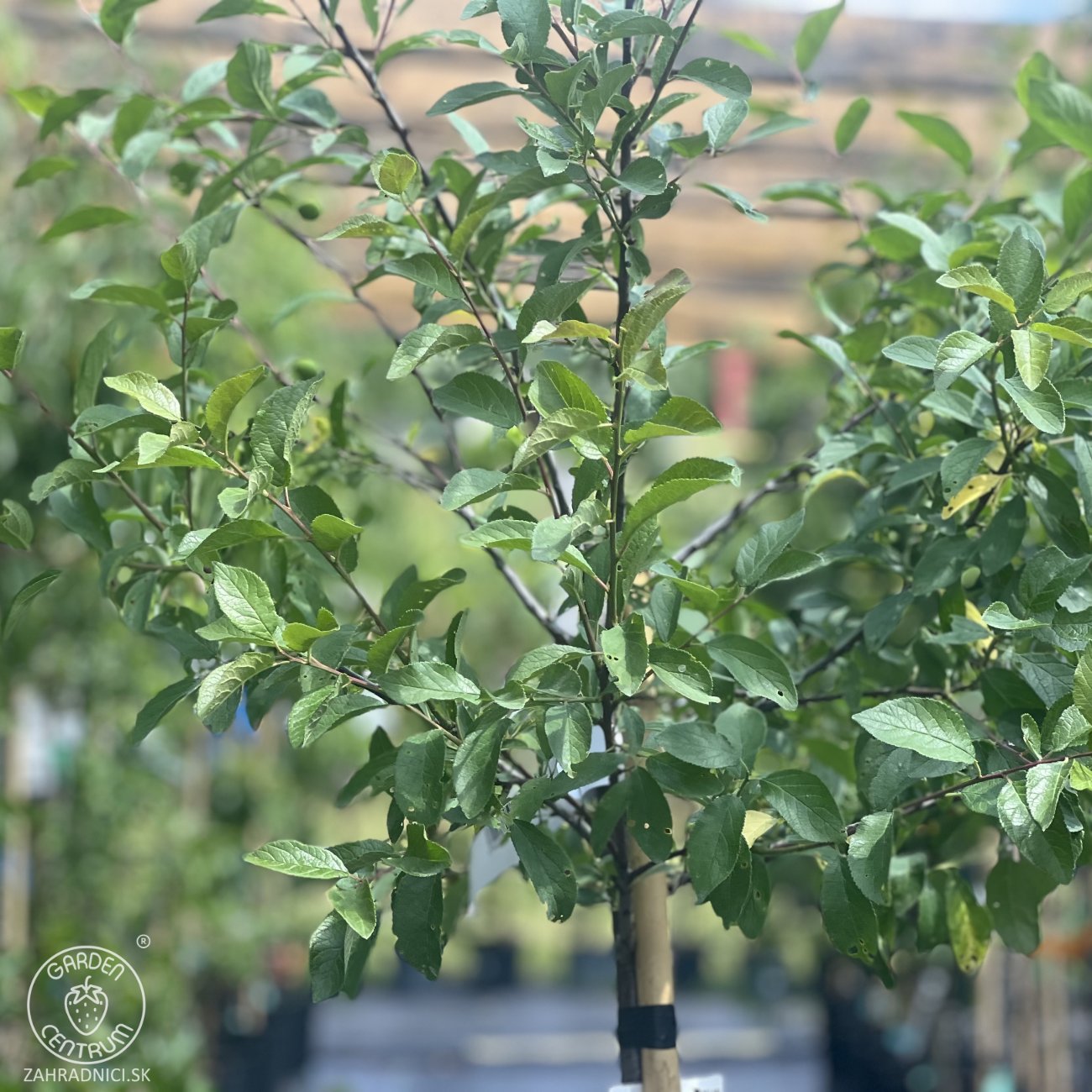Obrázok Mirabelka (Prunus domestica) ´NANCYSKÁ´ - výška 230-250 cm, obvod kmeňa: 6/8 cm, kont. C6L/C10L - stredne skorá