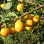 Mirabelka (Prunus domestica) ´NANCYSKÁ´ - výška 230-250 cm, obvod kmeňa: 6/8 cm, kont. C6L/C10L - stredne skorá