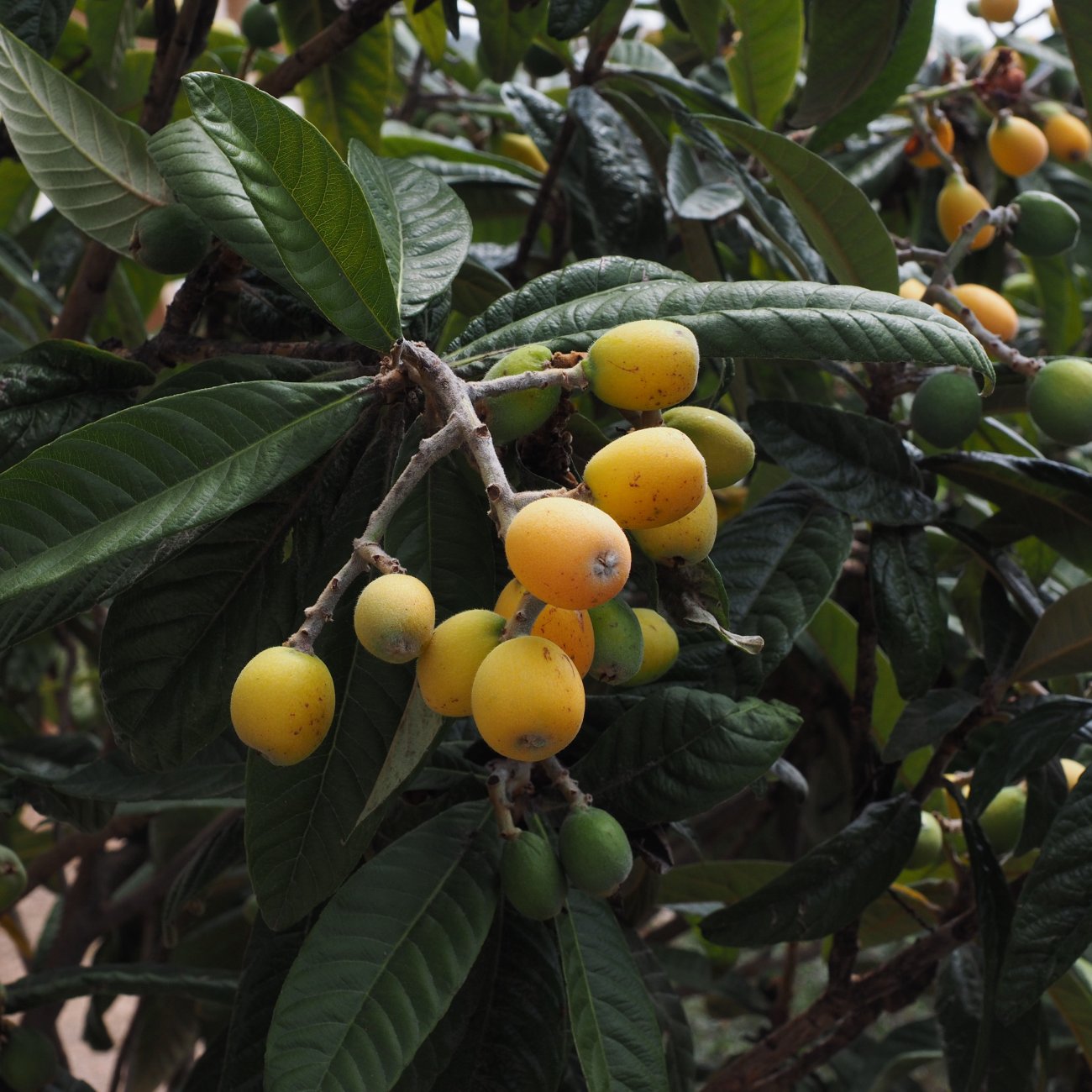 Obrázok Mišpuľa japonská (Eriobotrya japonica) ´NOTTINGHAM´ - výška 80-110 cm, kont. C5L (-29°C) - NA KMIENKU