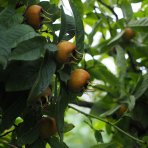 Mišpuľa (Mespilus Germanica) ´DUTCH GIANT´ - výška 170-210 cm, obvod kmeňa 8/10 cm, kont. C10L - NA KMIENKU