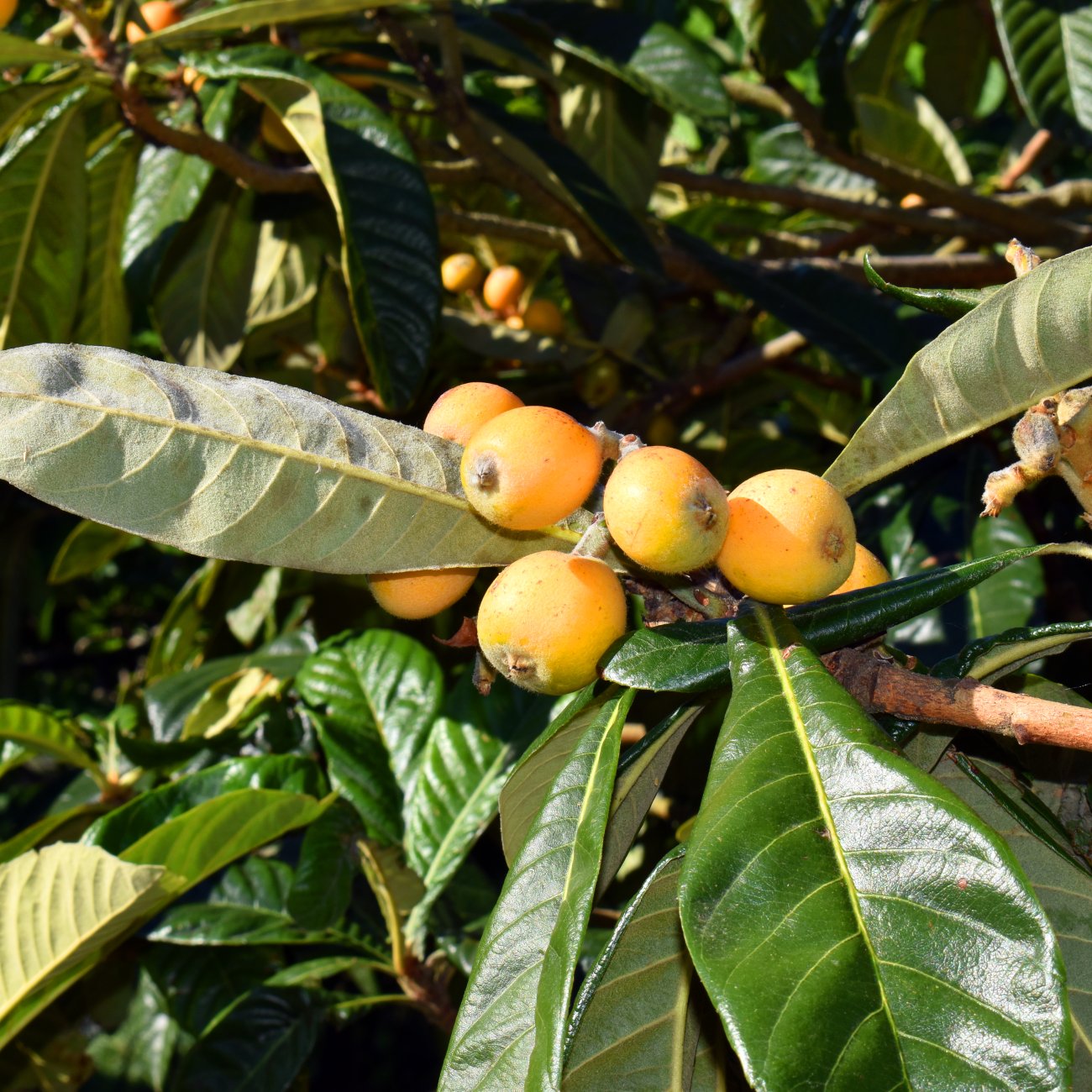 Obrázok Mišpuľa japonská (Eriobotrya japonica) - výška 130-140 cm, kont. C10L (-12°C) - NA KMIENKU