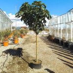 Mišpula japonská (Eriobotrya japonica) ´TANAKA´ - výška 110-120 cm, kont. C12L (-12°C)