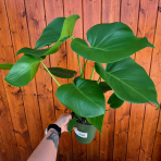 Monstera skvelá (Monstera deliciosa) - výška 40-50 cm, kont. C3L