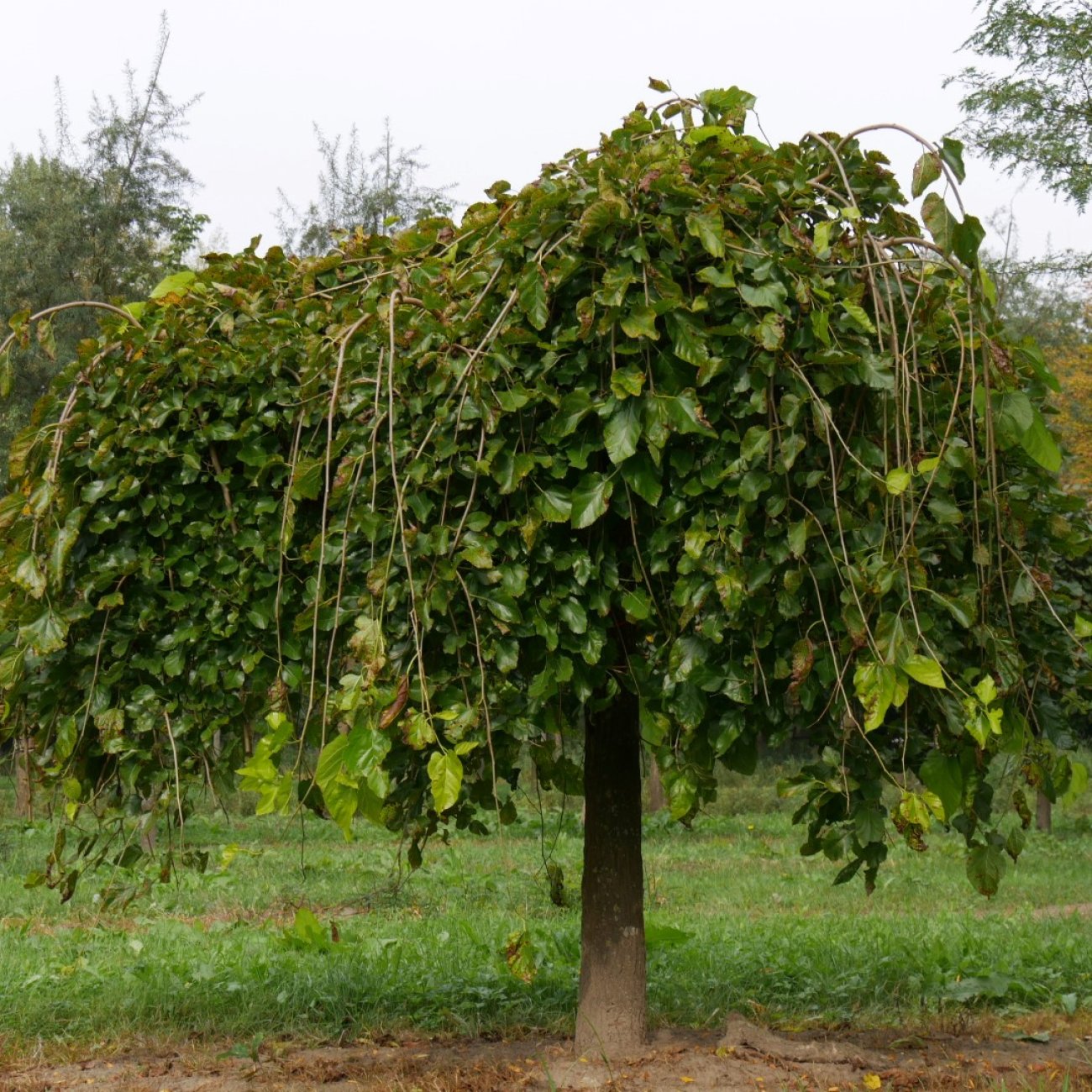 Obrázok Moruša biela (Morus alba) ´ALBA PENDULA´ - výška 240-260 cm, obvod kmeňa: 18/20 cm, kont. C130/180L - čierne plody