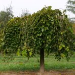 Moruša biela (Morus alba) ´ALBA PENDULA´ - výška 240-260 cm, obvod kmeňa: 18/20 cm, kont. C130/180L - čierne plody