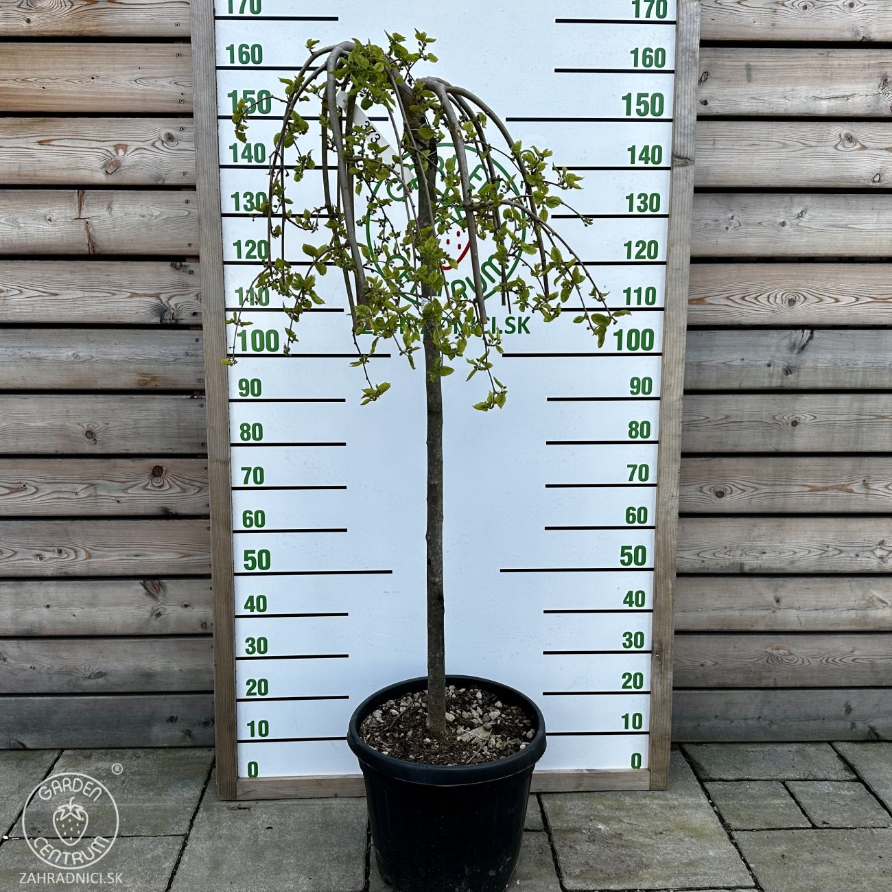 Obrázok Moruša biela (Morus alba) ´ALBA PENDULA´ - výška 110-130 cm, obvod kmeňa 8/10 cm, kont. C30L - ČIERNOPLODÁ