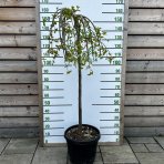 Moruša biela (Morus alba) ´ALBA PENDULA´ - výška 110-130 cm, obvod kmeňa 8/10 cm, kont. C30L - ČIERNOPLODÁ