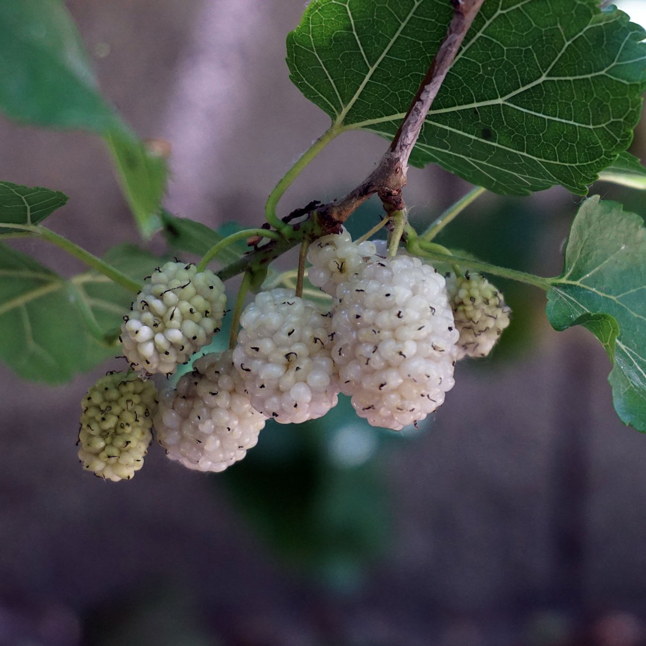Obrázok Moruša biela (Morus alba) ‘WHITE BERRY’ - výška 300-340 cm, obvod kmeňa 8/10 cm , kont.C18L -biele plody - NA KMIENKU