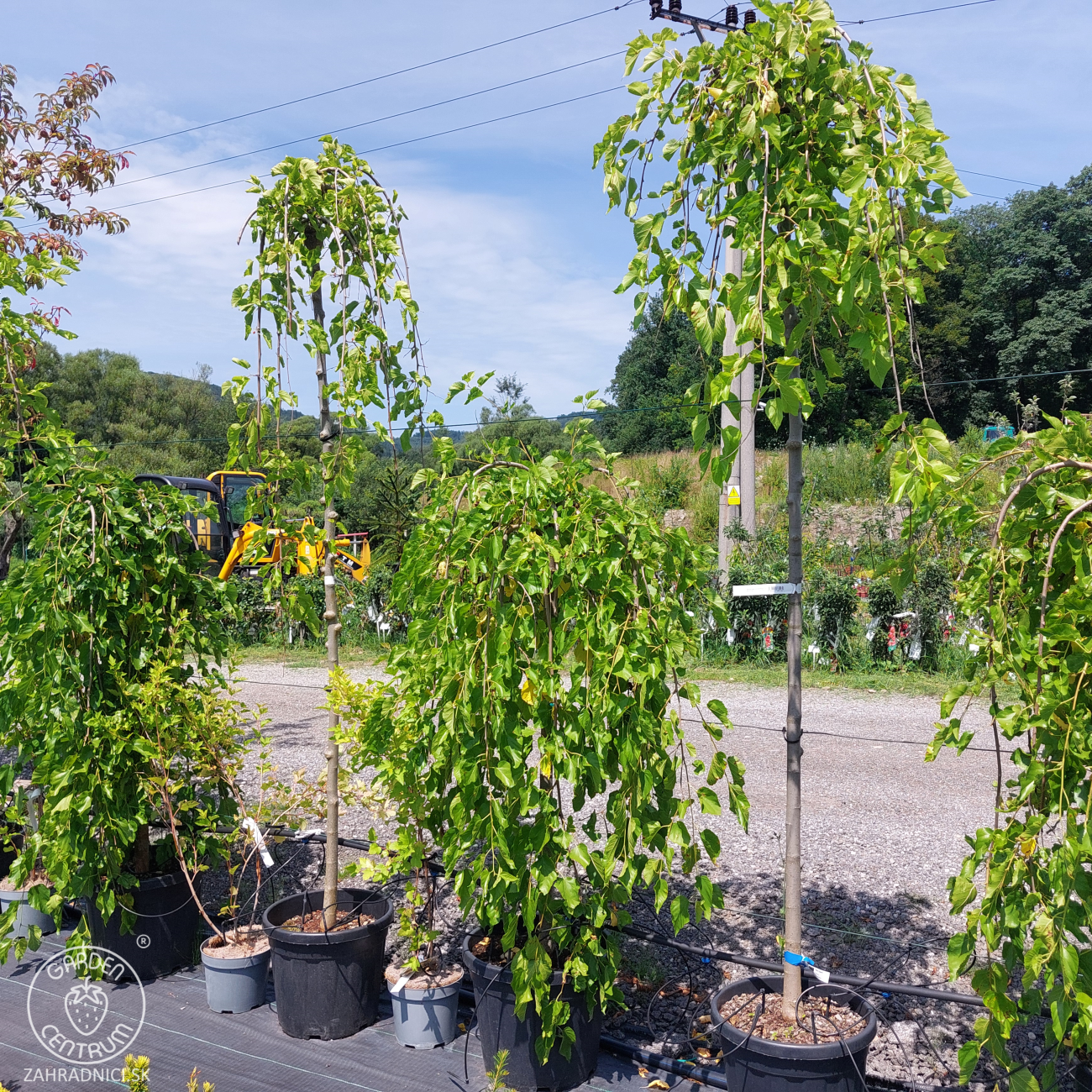 Obrázok Moruša biela (Morus alba) ´ALBA PENDULA´ - výška 200-220 cm, obvod kmeňa 8/10 cm, kont. C25L - ČIERNOPLODÁ