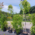 Moruša biela (Morus alba) ´ALBA PENDULA´ - výška 200-220 cm, obvod kmeňa 8/10 cm, kont. C25L - ČIERNOPLODÁ