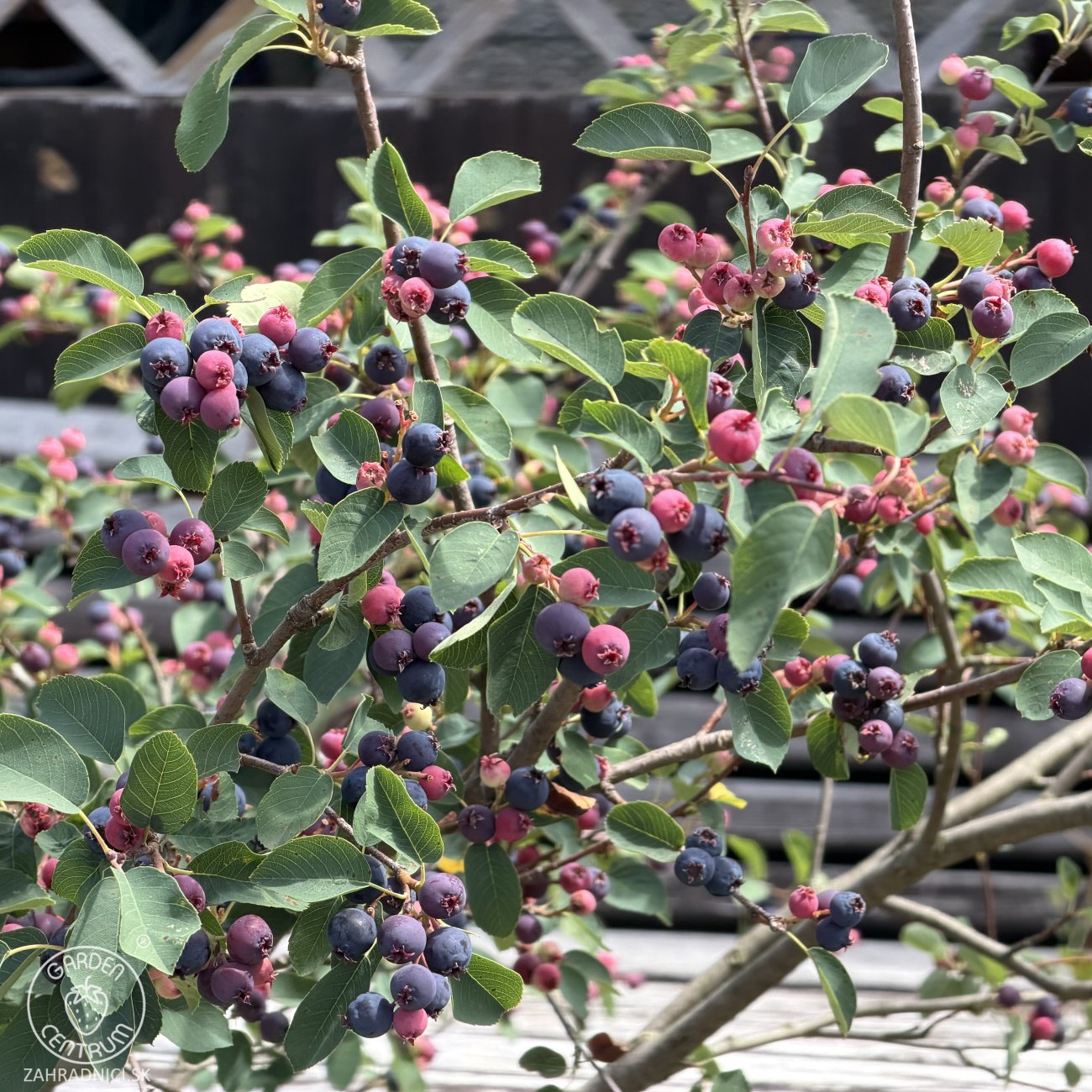 Obrázok Muchovník jelšolistý (Amelanchier alnifolia) ´HONEYWOOD´- výška 40-50 cm, kont. P11