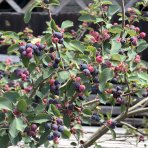 Muchovník jelšolistý (Amelanchier alnifolia) ´HONEYWOOD´- výška 40-50 cm, kont. P11
