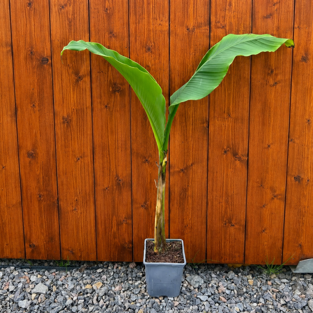 Obrázok Banánovník japonský (Musa basjoo) ‘DAJIAO’ - výška 40-60 cm, kont. C1,5L
