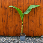 Banánovník japonský (Musa basjoo) ‘DAJIAO’ - výška 40-60 cm, kont. C1,5L