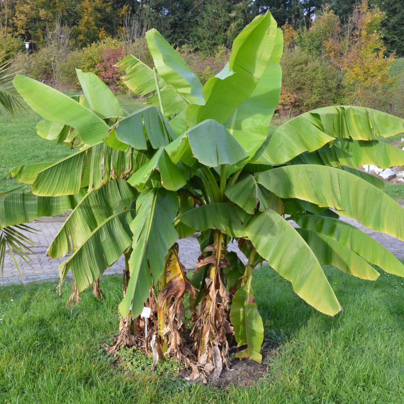 Obrázok Banánovník japonský (Musa basjoo) ‘DAJIAO’ - výška 40-60 cm, kont. C1,5L