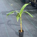 Banánovník japonský (Musa Basjoo) ´SAKHALIN´ - výška 40-60 cm, kont. C1.5L (-20°C)