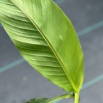 Banánovník japonský (Musa Basjoo) ´SAKHALIN´ - výška 40-60 cm, kont. C1.5L (-20°C)