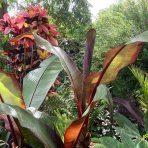Banánovník (Ensete ventricosum) ‘MAURELII’ - výška 30-50 cm, kont. C2L